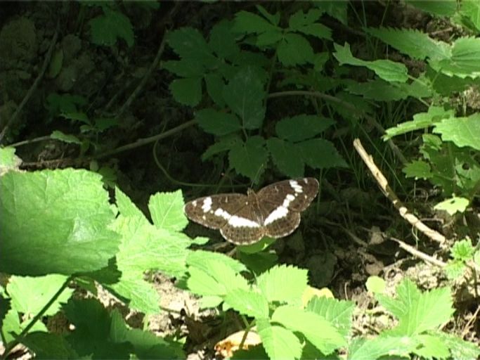 Kleiner Eisvogel ( Limenitis camilla ) : Kaiserstuhl, 15.07.2006